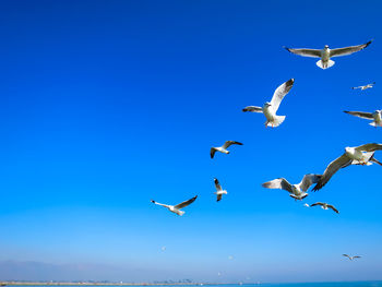 Low angle view of seagulls flying