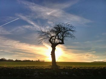 Silhouette of trees on landscape