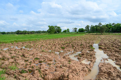 Scenic view of field against sky