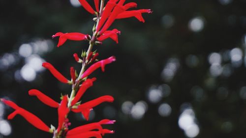 Close-up of red flowers growing on plant