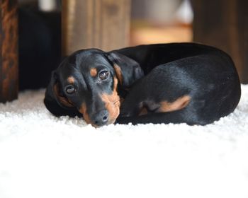 Portrait of black dog resting