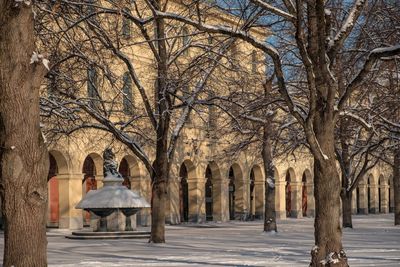 Bare trees in city during winter