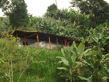 Plants growing on field