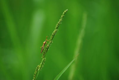 Close-up of insect on grass