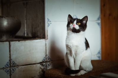 Cat sitting on wall at home