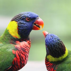 Close-up of parrots outdoors