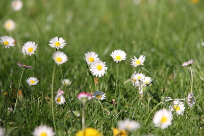 Close-up of daisy flowers growing in field