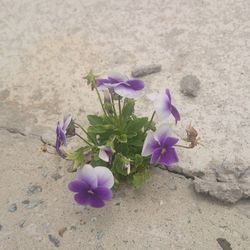 Close-up of purple flowers blooming
