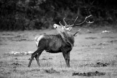 Full length of deer standing on grassy field