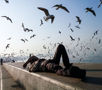 FLOCK OF BIRDS AGAINST SKY