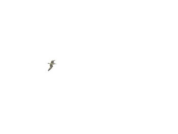 Low angle view of insect flying over white background