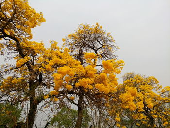 Low angle view of yellow flower tree against clear sky