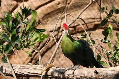 Bird perching on a tree