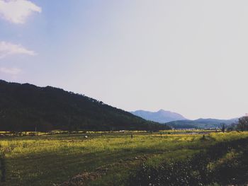 Scenic view of field against sky