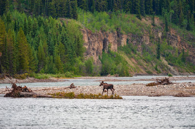 Moose crossing the stikine river in spatsizi plateau wilderness provincial park