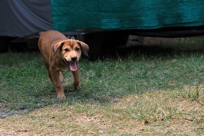 Portrait of dog on field