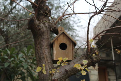 Low angle view of birdhouse on tree against building