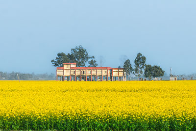 Scenic view of oilseed rape field against clear sky