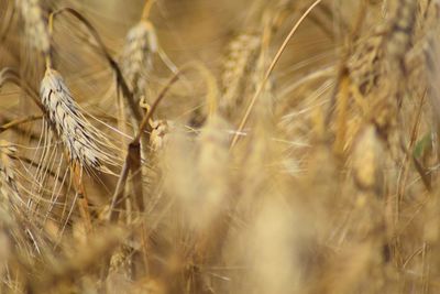 Close-up of wheat growing on agricultural field