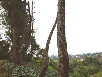 Low angle view of trees against clear sky