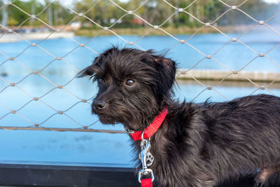 Close-up of dog looking away