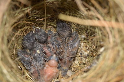 High angle view of birds in nest