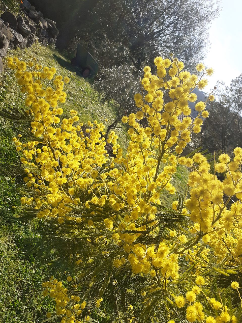 plant, yellow, growth, beauty in nature, tree, produce, nature, flower, flowering plant, freshness, day, no people, sunlight, rapeseed, tranquility, shrub, food, outdoors, branch, land, springtime, green, scenics - nature, blossom, fragility, leaf