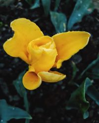 Close-up of yellow flower blooming outdoors