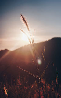 Close-up of stalks against sky during sunset