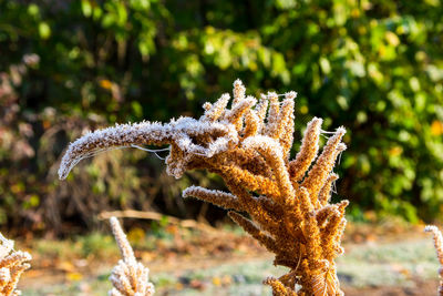 Ice crystals on amaranth seed stands