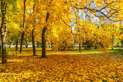 Trees growing in park during autumn