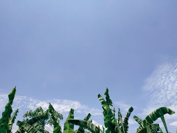 Low angle view of plants against blue sky