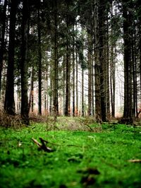 Trees in forest