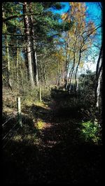 View of trees in forest