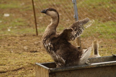 Close-up of goose