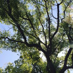 Low angle view of trees against clear sky