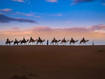 Group of horses on sand dune