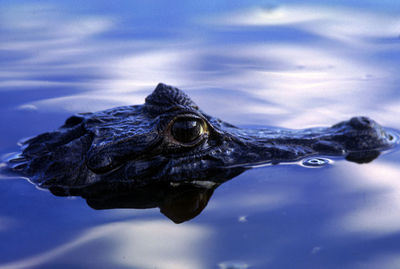 High angle view of crocodile swimming in lake