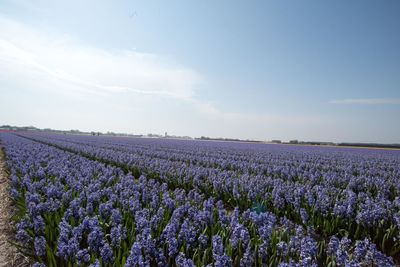 Purple flowering plants on field against sky