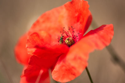 Close-up of red poppy flower