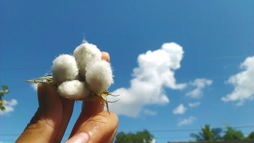 Close-up of woman hand holding cotton plant against blue sky