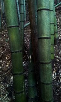 Close-up of bamboo plants