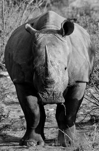 Rhinoceros from the front