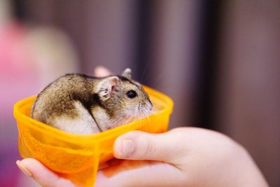 Close-up of hand holding yellow leaf