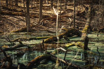 Scenic view of lake in forest