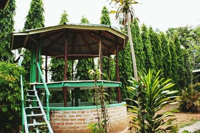 Palm trees in backyard