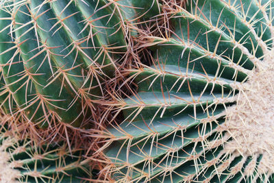 Full frame shot of succulent plant