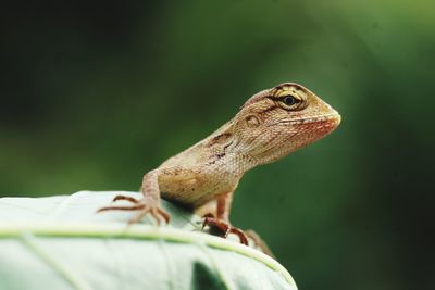 Close-up of a lizard