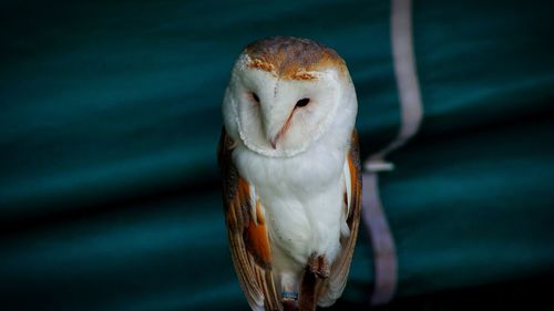 Close-up portrait of a bird