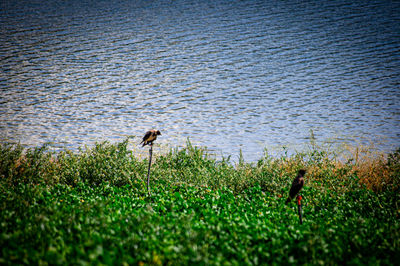 View of bird in lake